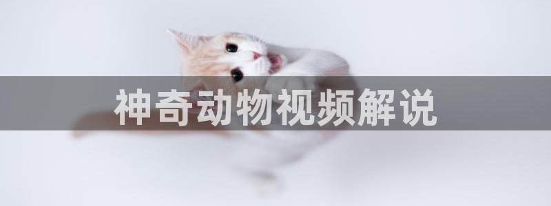 神马影院免费观看伦理